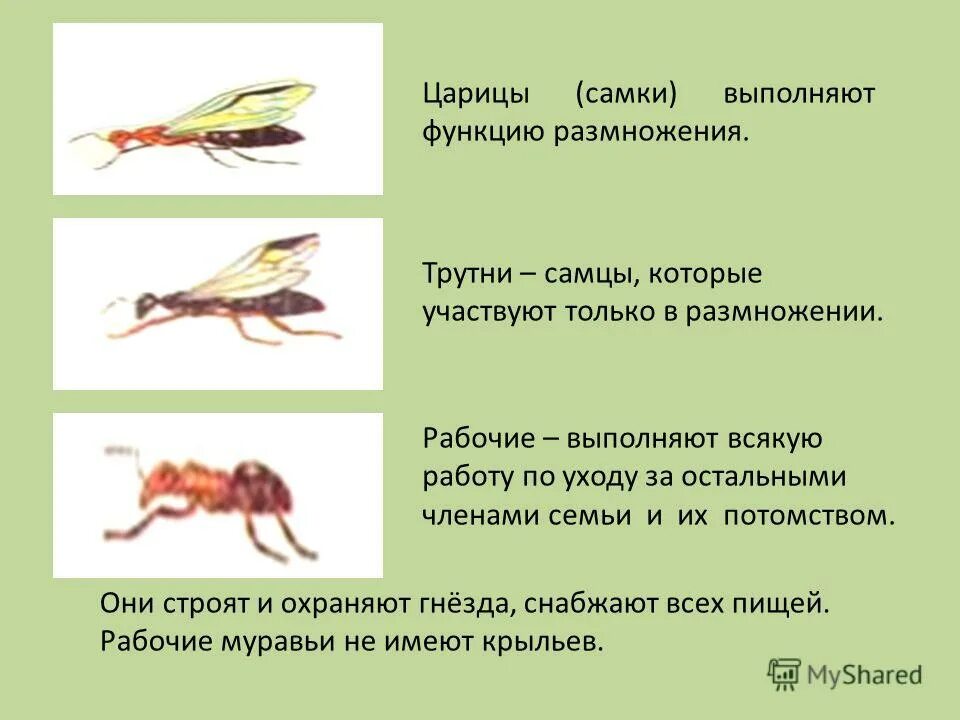 Какое развитие у муравьев. Муравьи партеногенез. Этапы развития муравья. Схема развития муравья. Партеногенез у муравьёв.