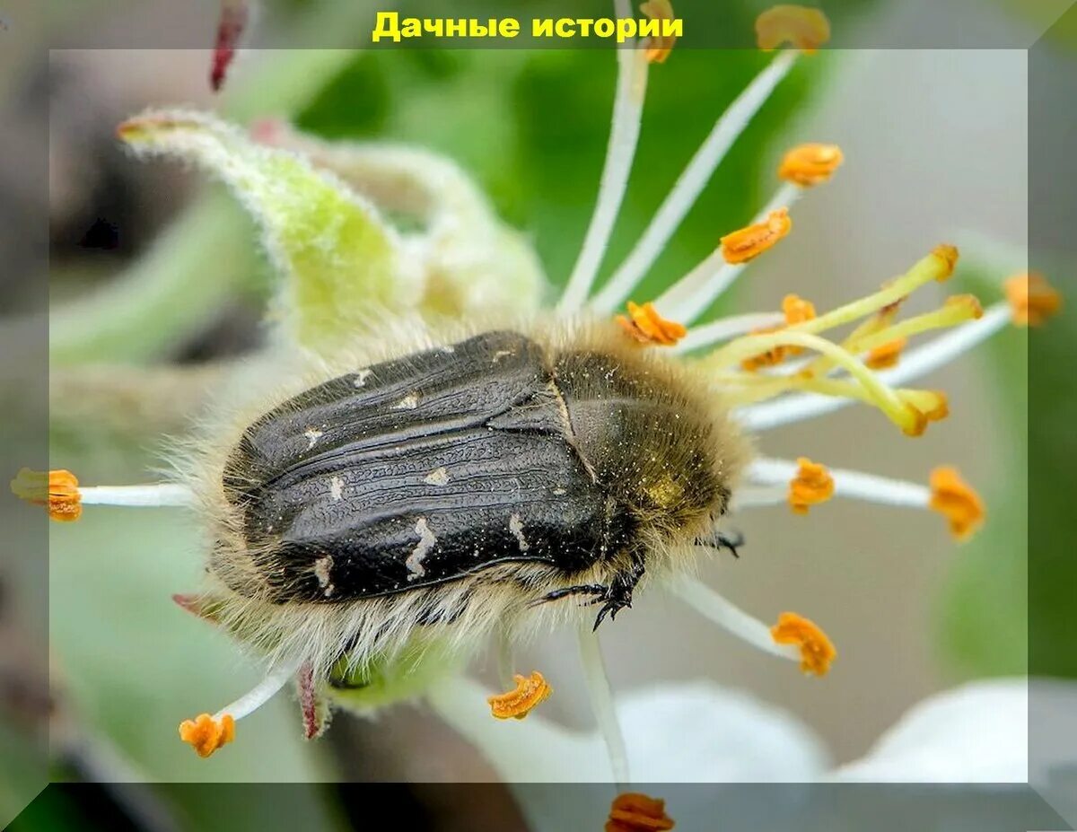 Обои Животные Насекомые, обои для рабочего стола, фотографии животные, насекомые