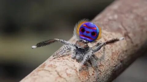 Танцующий паук