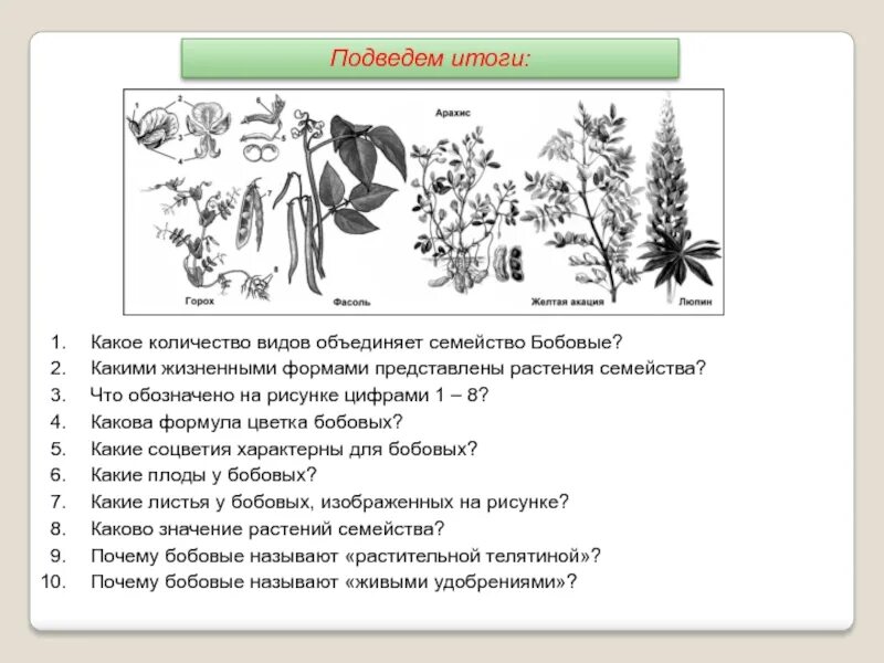 К какой группе относятся изображенные растения. Семейство бобовые число видов. Какое количество видов объединяет семейство бобовые. Жизненные формы бобовых растений. Семейство бобовые жизненные формы.