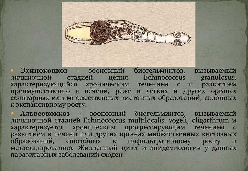 Эхинококкоз у детей симптомы. Эхинококкоз печени этиология. эхинококкоз и альвеококкоз хирургия. ленточная стадия эхинококка. эхинококкоз печени эпидемиология.