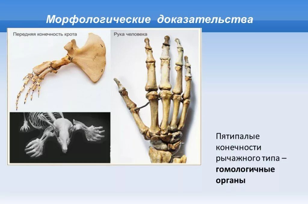 Пятипалая конечность рычажного типа. Пятипалый Тип конечности. Строение пятипалой конечности. Передние конечности пятипалые. Появление в процессе эволюции пятипалых конечностей