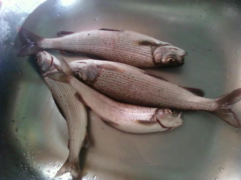 хариус цвет мяса