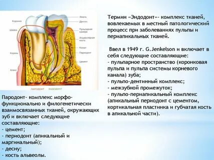 Периодонт особенности строения