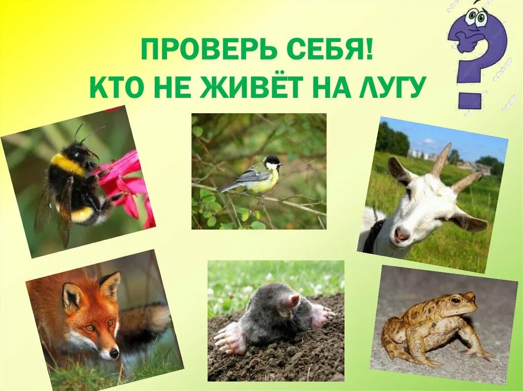 Животные луга 2 класс окружающий мир. Животные на лугу. Животные Луга. Животные живущие на лугу. Луг животные и растения.