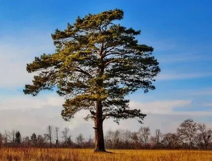 Сосны стоят плотно ратью