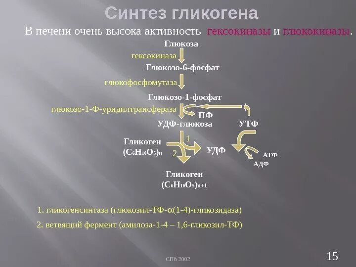 Стимулирует синтез гликогена в печени. Гликогеногенез биохимия. УДФ Глюкоза Синтез гликогена. Синтез гликогена из глюкозо-6-фосфата. Синтез гликогена биохимия.