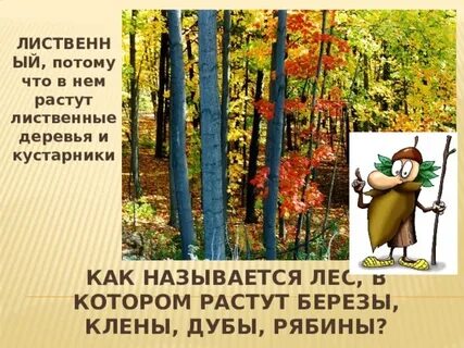 В парке росли березы и клены