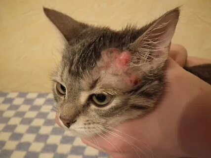 Кошка ударилась головой