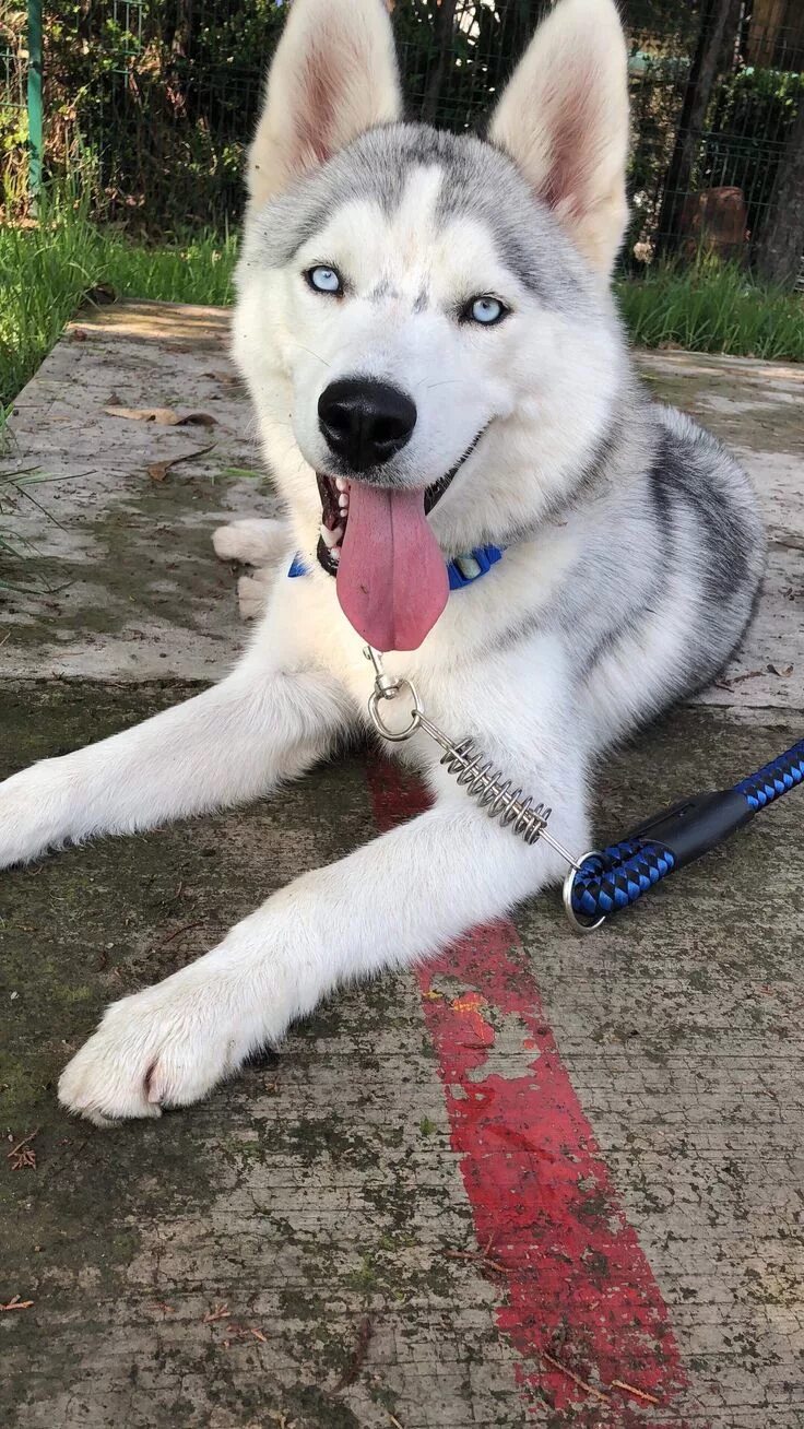 Wolfdog For Sale - Hoobly Classifieds Wolf dog, Beautiful dogs, Wolf hybrid