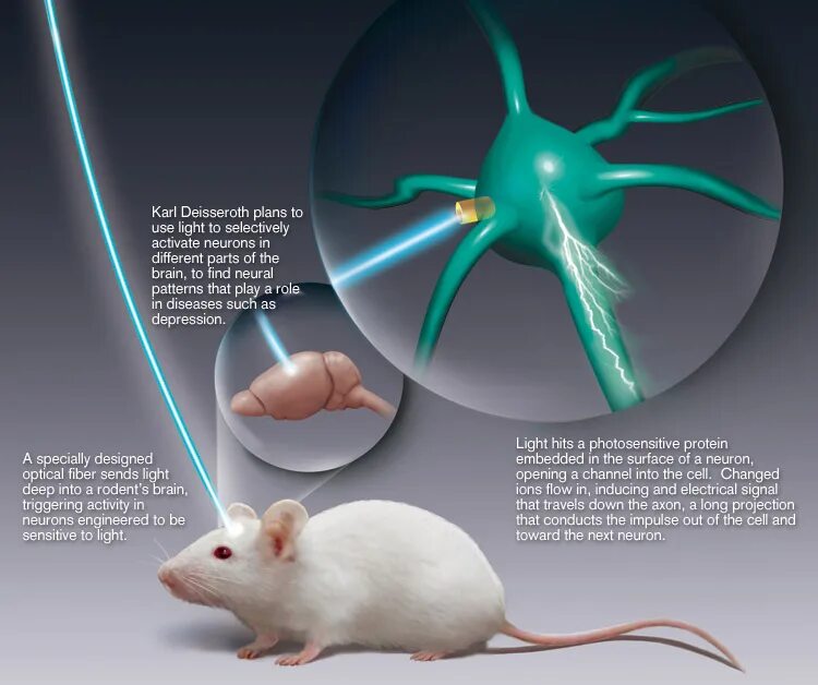 Человек мышь мозг. Оптогенетика на мышах. Vjou VBIB. Оптогенетика опыт.