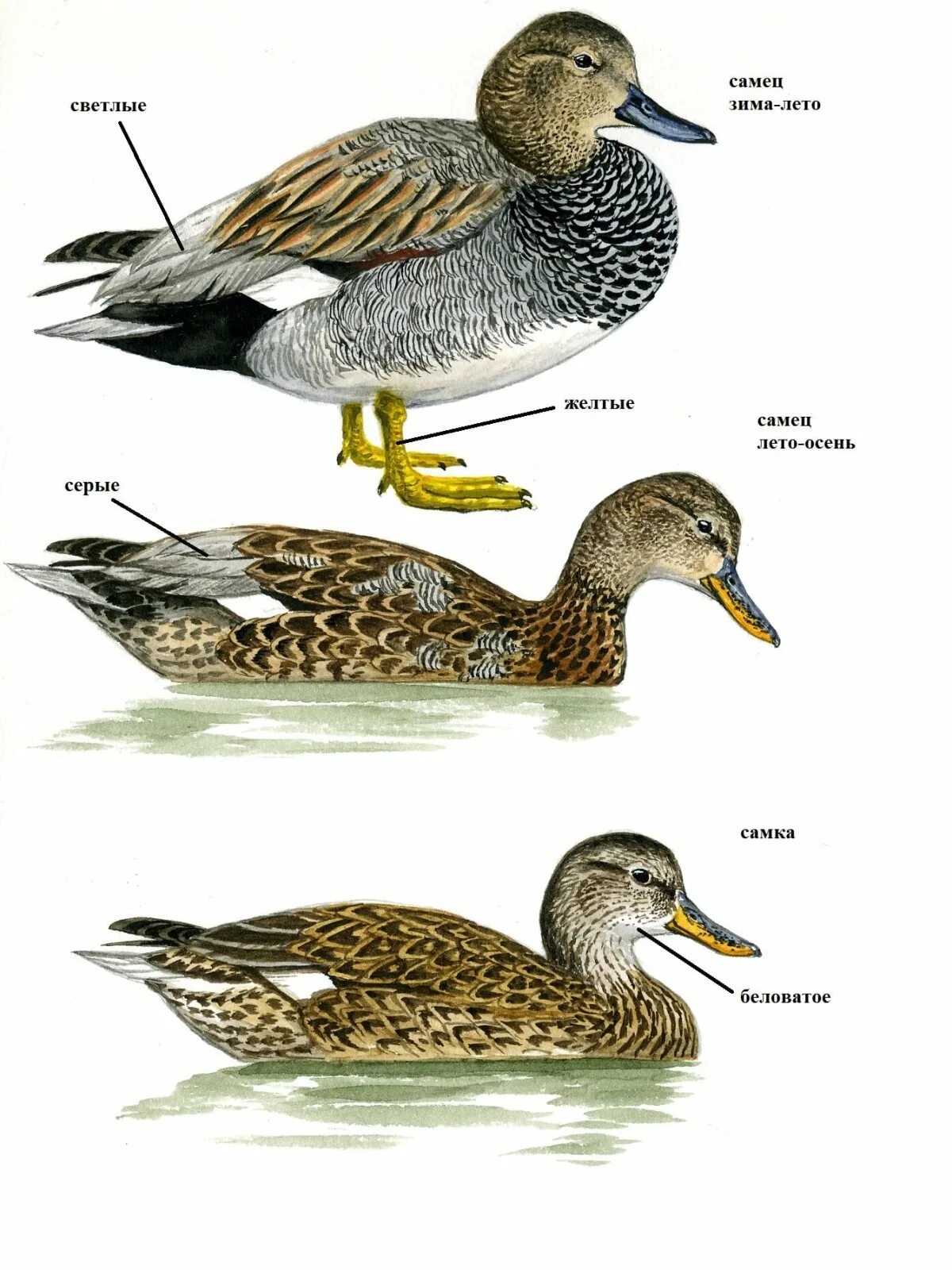 Селезень. Отличия дикого селезня от утки. Сколько лет живут утки домашние. Экосистема утка кряква. Сколько селезню нужно уток.