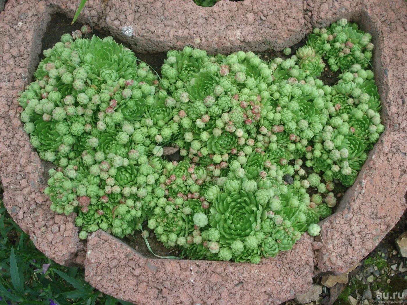 Молодило Sempervivum Cassiopea. Камнеломка саксифрага. Камнеломка суккулент. Камнеломка Котиледон. Камнеломка семена купить