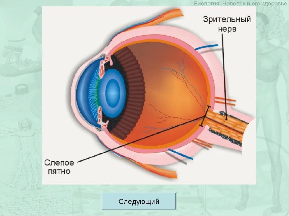 Зона глаз. Зрительный анализатор слепое пятно. Строение глазного яблока слепое пятно. Слепое пятно глаза. Слепое пятно строение.