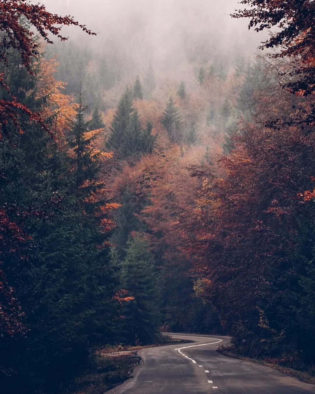 Скандинавия лес Шварцвальд. Лес в тумане. Атмосферные пейзажи. Эстетика природы.