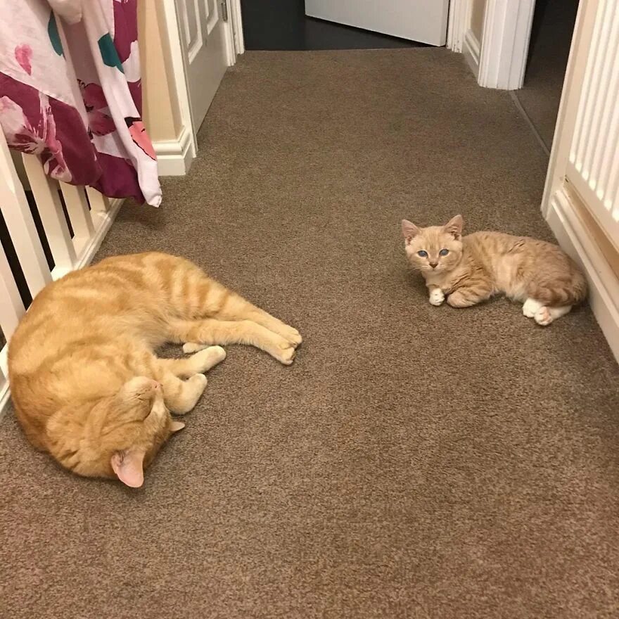 Кошки которые не растут. Кошачья карликовость. коты с карликовостью. котики которые не растут.