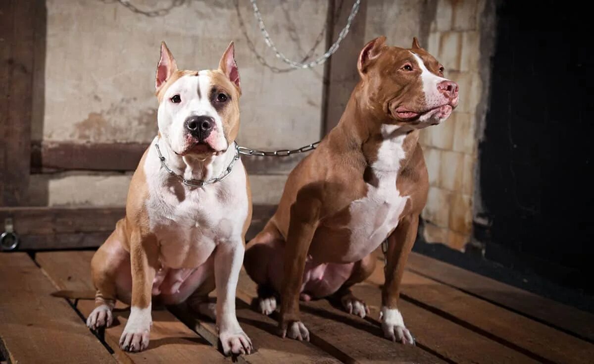 Pit bull terriers виды. Бойцовские собаки стаффордширский терьер. Американский пит стафф терьер. Питбуль и Стаффорд. Американский стаффордширский терьер + боксер.