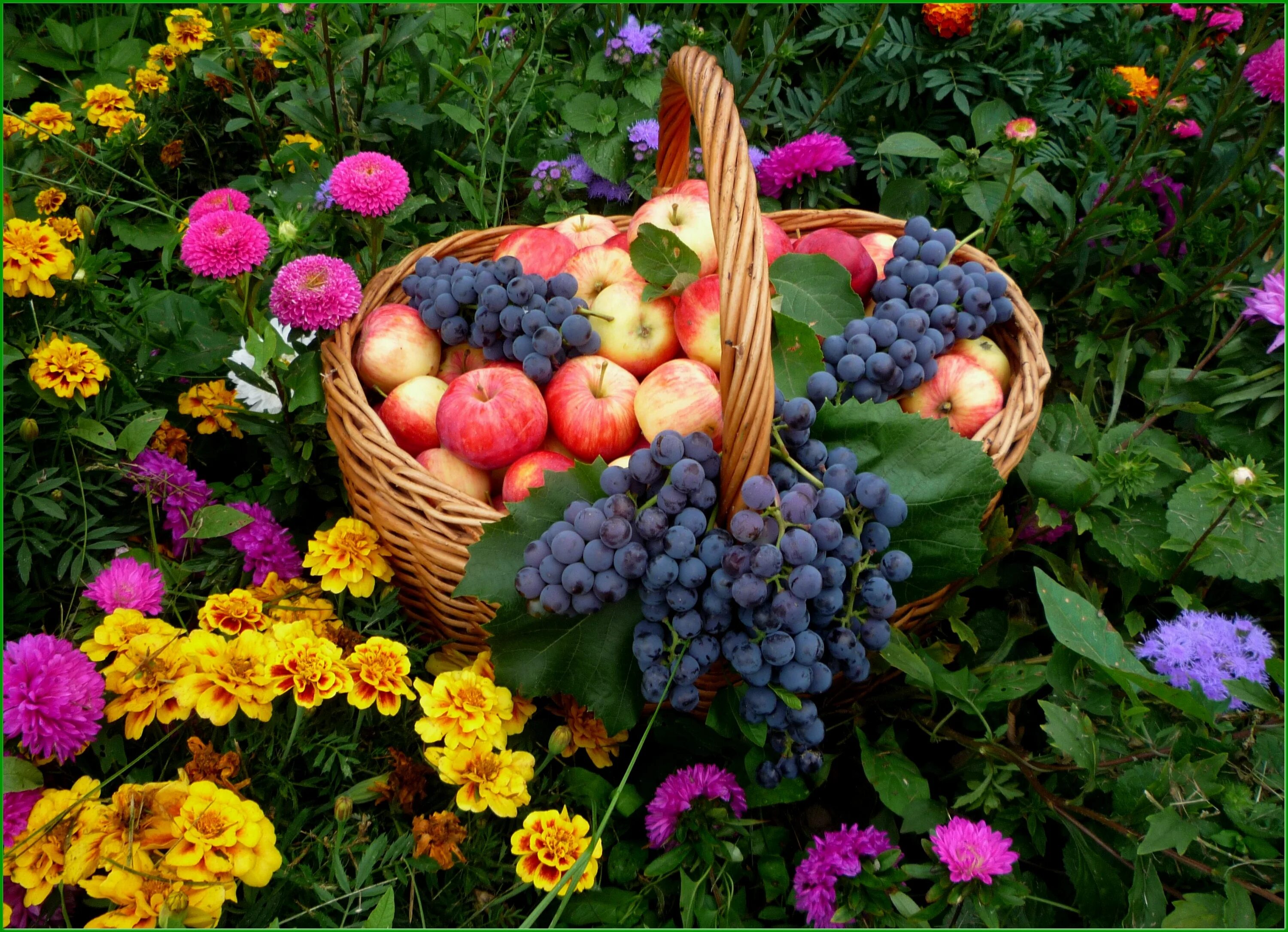 31 июля 1 августа. Осенние дары природы. Летние фрукты. Сад с фруктами. Красивый август.