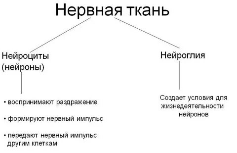 К клеткам нейроглии относятся