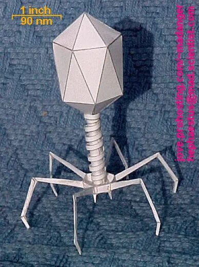 модель бактериофага своими руками. модель вируса бактериофаг из бумаги. макет вируса бактериофага. модель бактериофага своими руками. вирус бактериофаг 5 класс биология.