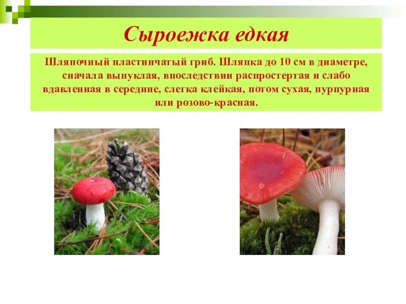 Сыроежка лексическое значение. Сыроежка трубчатый или пластинчатый. шляпочные грибы сыроежка. сыроежка трубчатый или пластинчатый гриб. строение сыроежки.