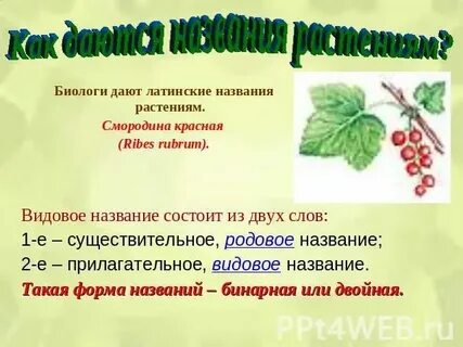 Какие растения дали начало