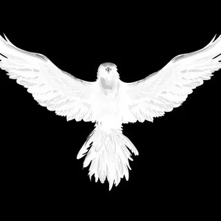 White raven