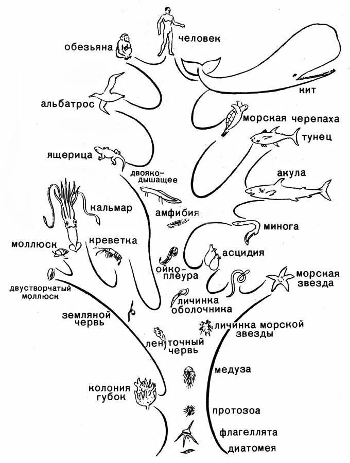 Как располагаются группы животных на родословном древе. Филогенетическое Древо Эволюция человека. Схема эволюции живых организмов. Древо развития жизни на земле.