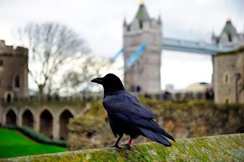 Ravens of the tower of london