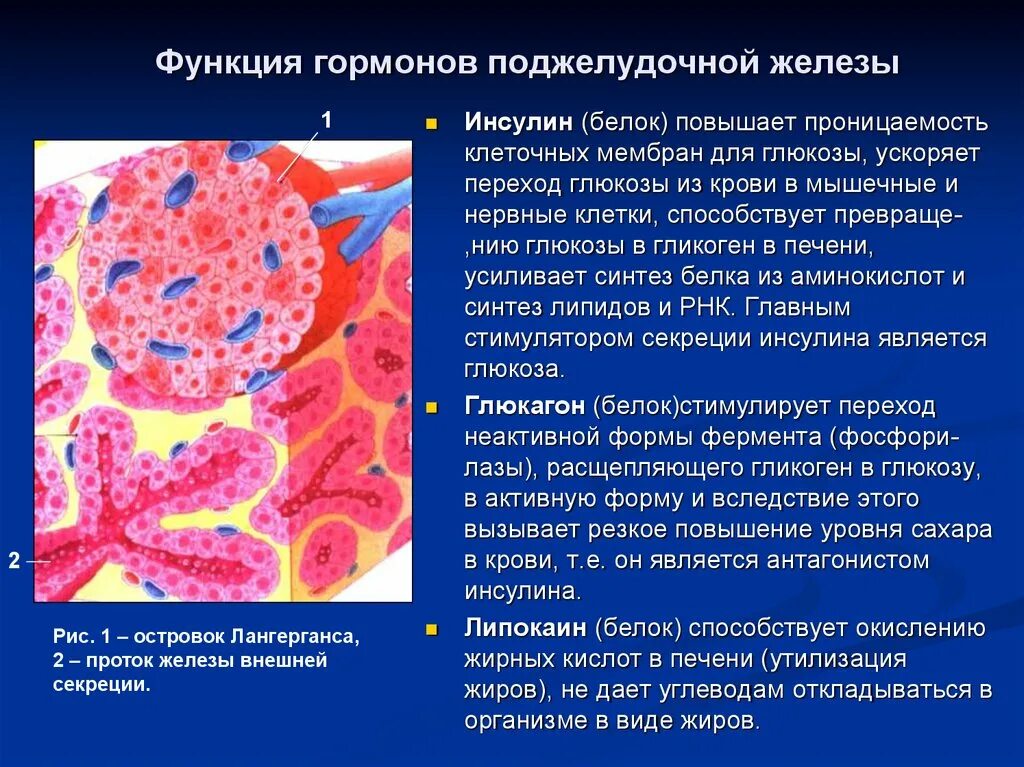 Инсулин гормон клеток островков лангерганса. Липокаин гормон поджелудочной железы. Клетки поджелудочной железы и гормоны. Поджелудочная железа гормоны и функции. Гормон поджелудочной железы инсулин.