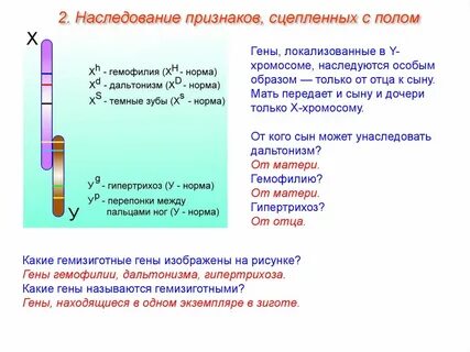 Группа генов локализованных в одной хромосоме