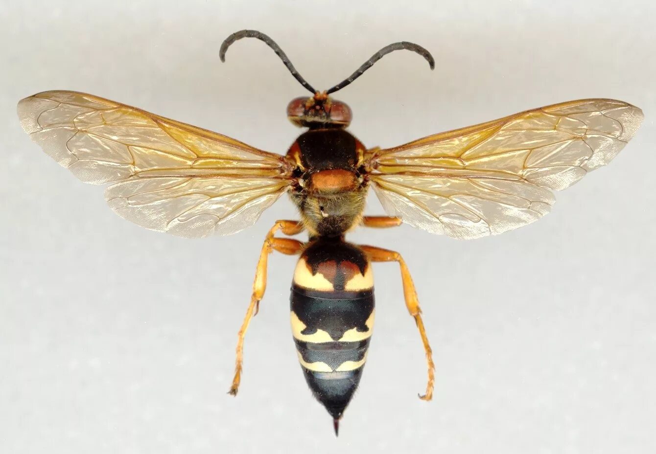 Структура крыла стрекозы. Строение насекомых майский жук. Оса тифия. Крылья насекомых. Строение крыльев майского жука.