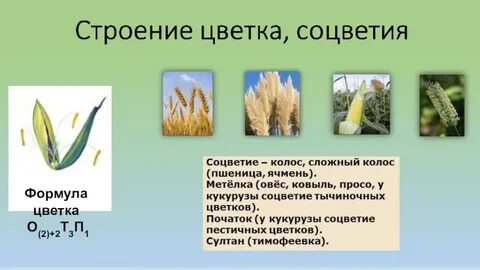 Растение кукурузы имеет два типа соцветий