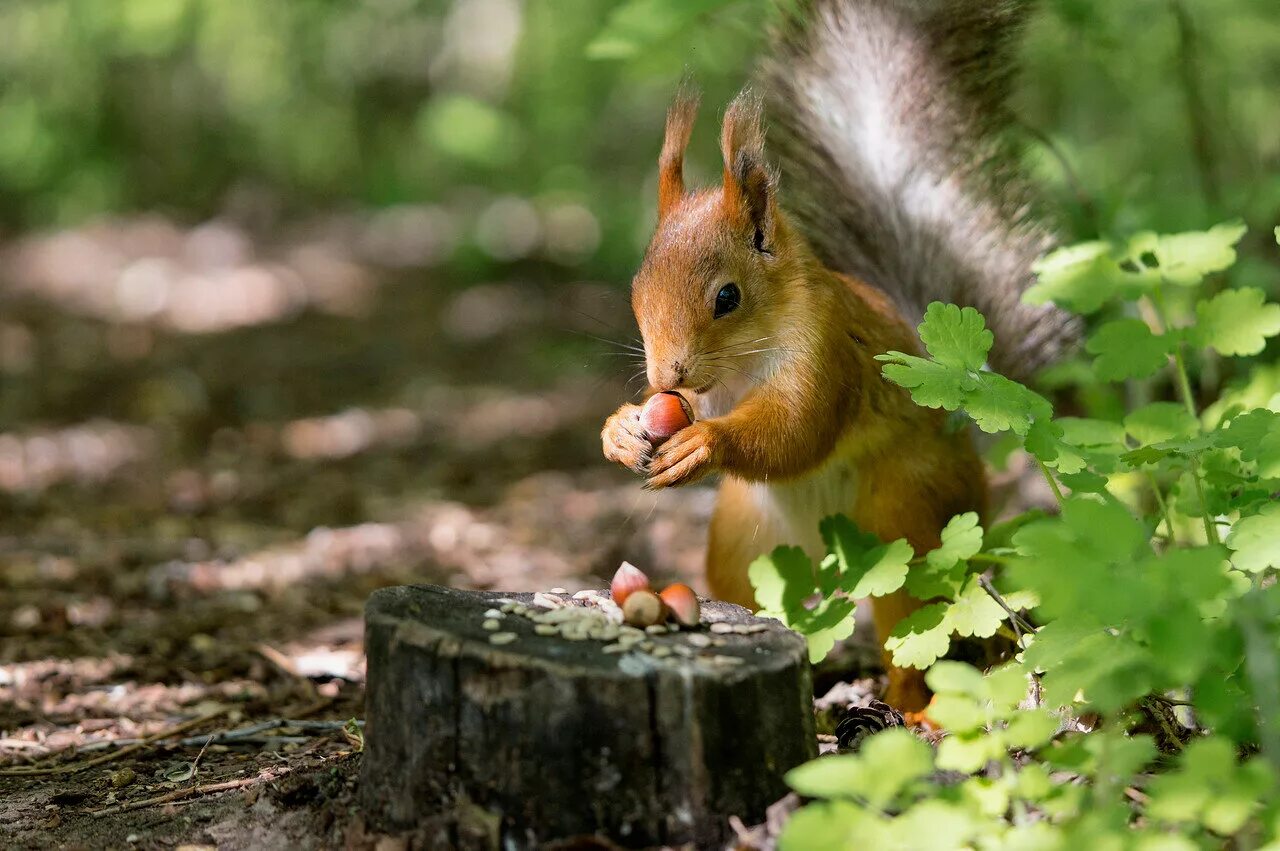 утки белки. лесные звери. утки белки. утки белки. утки белки.