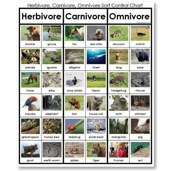 Carnivore перевод. Carnivore Herbivore. Herbivore Carnivore Omnivore. Carnivorous herbivorous. Всеядное животное на английском.