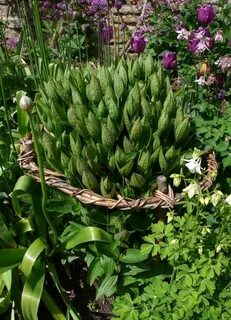 Plant supports