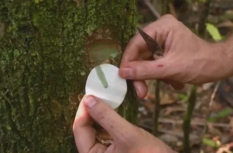 This is tree in the forest