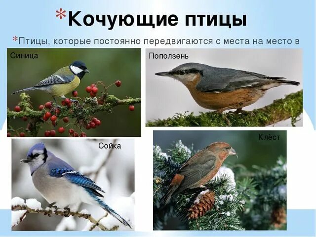 Перелетные зимующие и Кочующие птицы. Кочевые птицы. Кочующие птицы список. Кочующие птицы названия