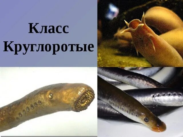 Сообщение о личинках миног
