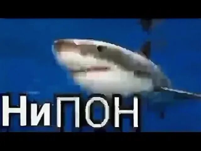 акула что у тебя с зубами?, Мем Неопасная Обкуренная Акула - Рисовач .Ру