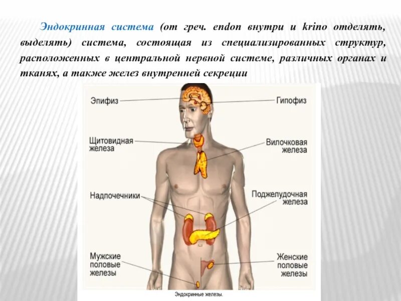 Эндокринная и иммунная система. Система состоящая из желез внутренней секреции. .Система желез внутренней секреции. Функции. Ткань желёз внутренней секреции. Эндокринная система человека анатомия.