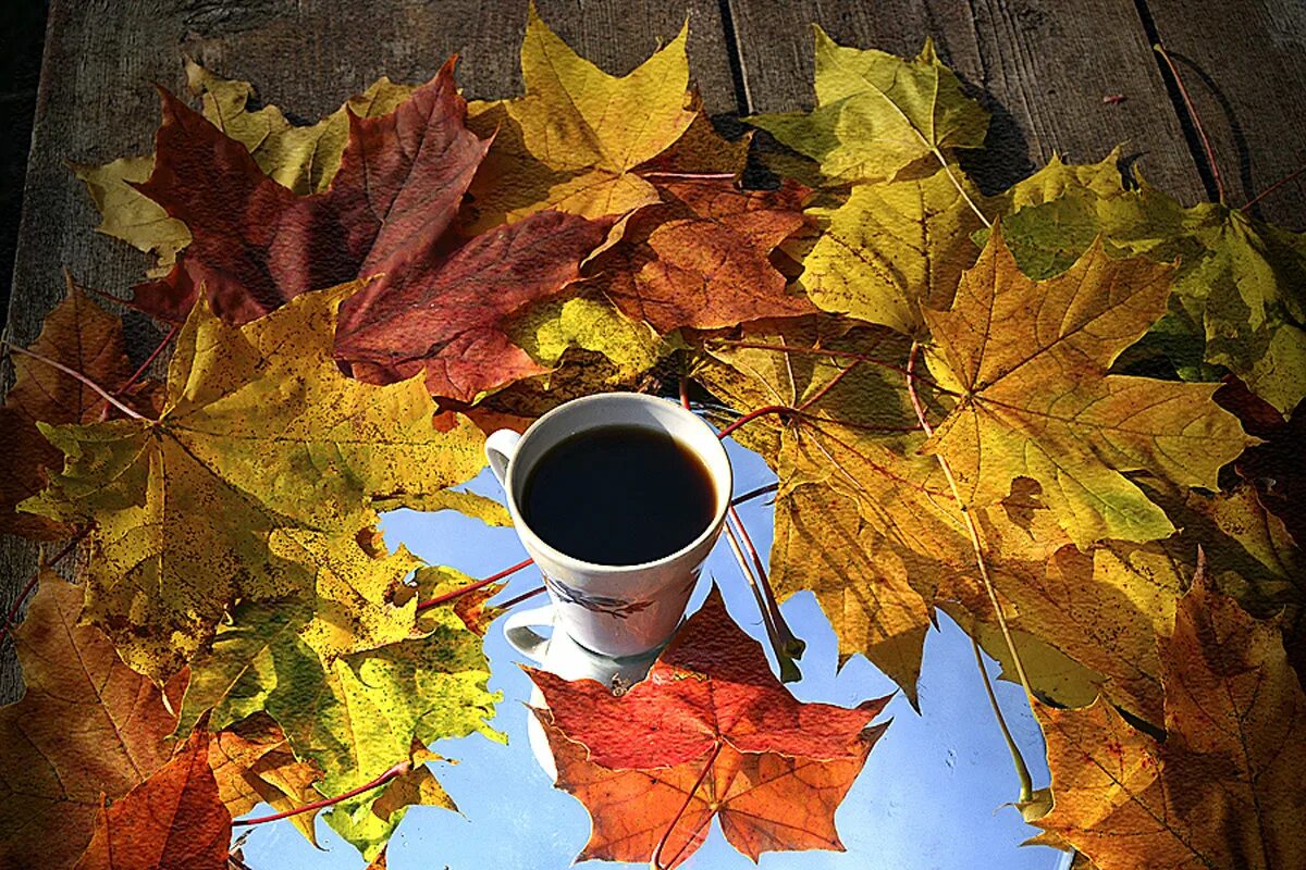 Утро октября картинки. Осенние листья и кофе. Кофе осень листья. Осенний листопад и кофе. Утро осень листья.