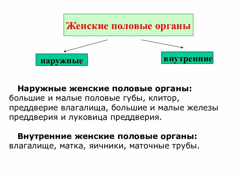 Форма половых губ у женщин персик. Наружные женские половые органы функции. Внутренние и наружные женские органы и функции. Функции наружных половых органов женщины. Функции женских половых органов таблица.