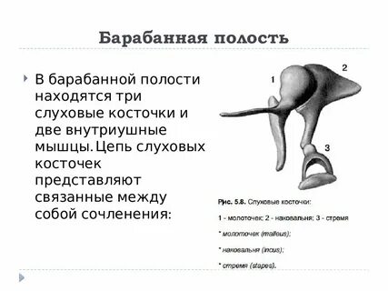 Три слуховые косточки