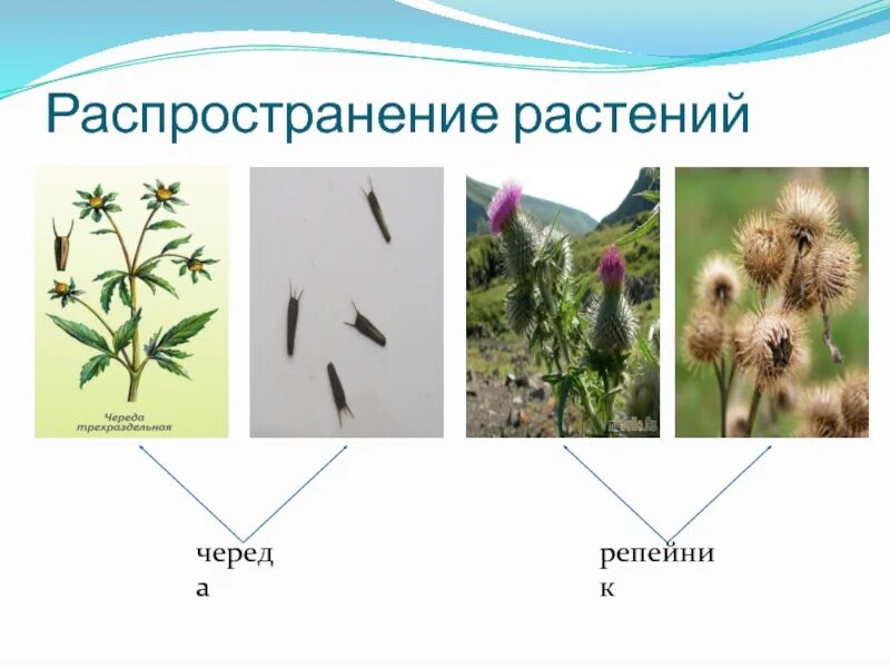 Репейник семена распространение. Способ распространения репейника. Череда распространение семян. Способ распространения плодов репейника. Распространение семян неживой природы