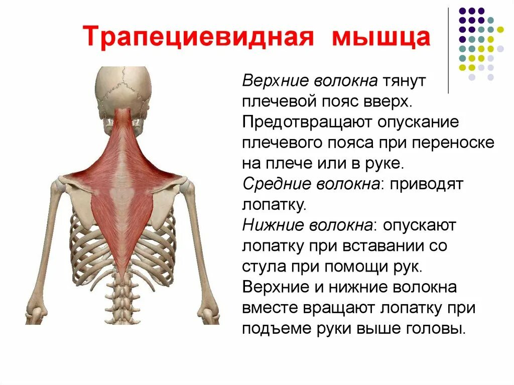 Верхняя трапециевидная. Трапециевидная мышца спереди болит. Трапециевидная мышца вид спереди. Трапециевидная мышца справа. Болезненность трапециевидной мышцы.