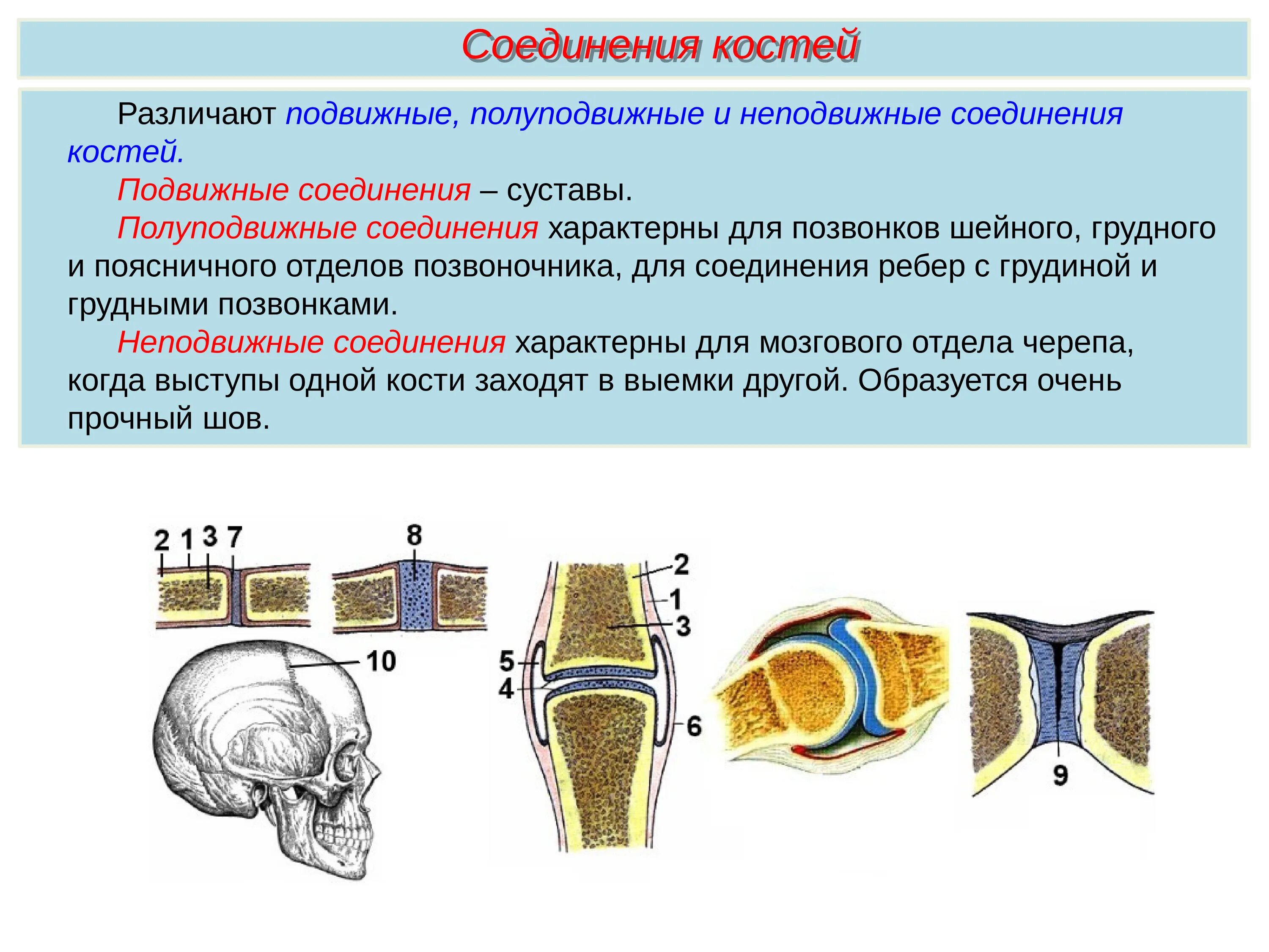 Подвижные полуподвижные и неподвижные кости. Неподвижные полуподвижные и подвижные соединения костей. Соединение костей 8 класс биология. Соединения костей скелета классификация суставов. Соединение костей человека биология 8 класс.