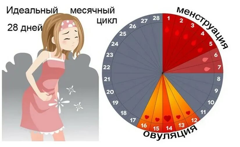 Сколько идут месячные