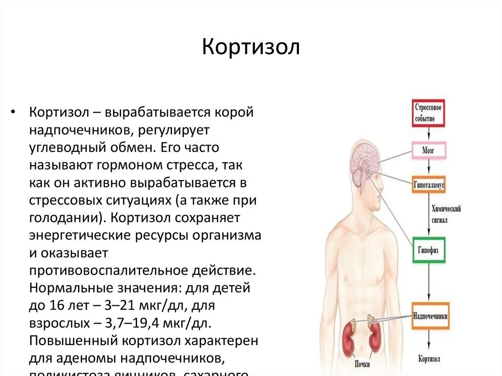 Уровень гормона стресса кортизол. Кортизол вырабатывается в коре надпочечников. Кортизол функции гормона. Повышенный кортизол надпочечники у женщин. Уровень мужских гормонов