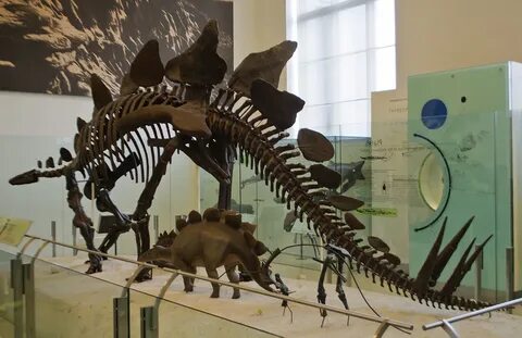 Динозавры история выживших планетарий